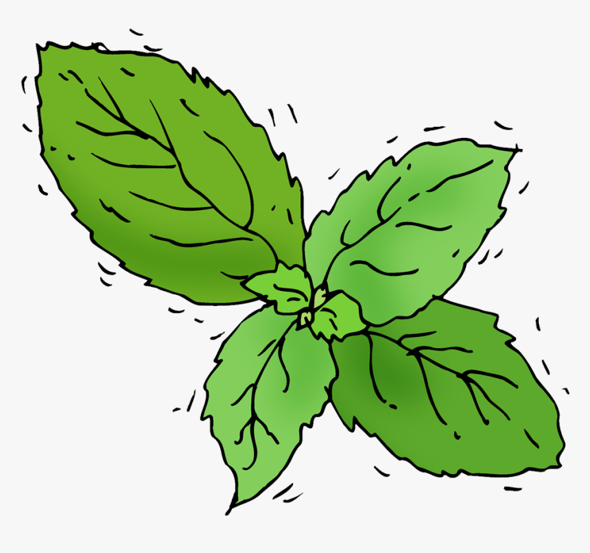 transparent basil png basil illustration png png download transparent png image pngitem basil illustration png png download
