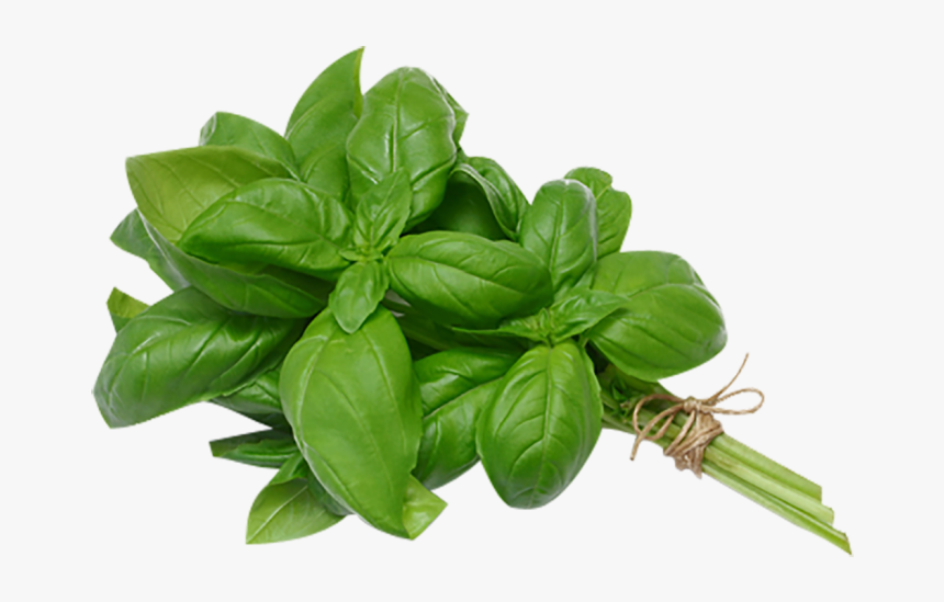 Bunch Basil Leaves - Basil Leaves In Spanish, HD Png Download