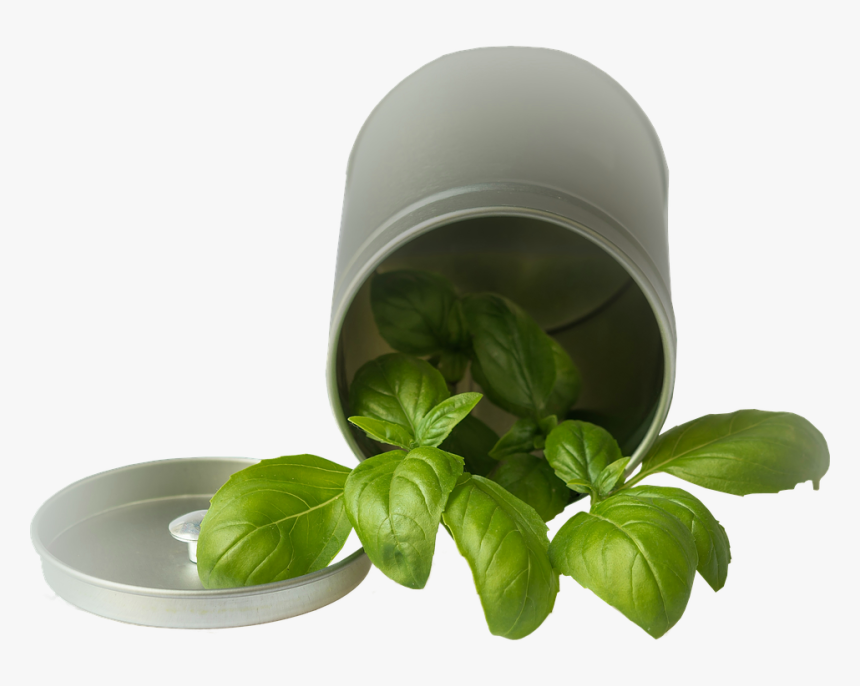 Isolated, Basil, Pot, Garden, Plant, Vegetables - Basil, HD Png Download