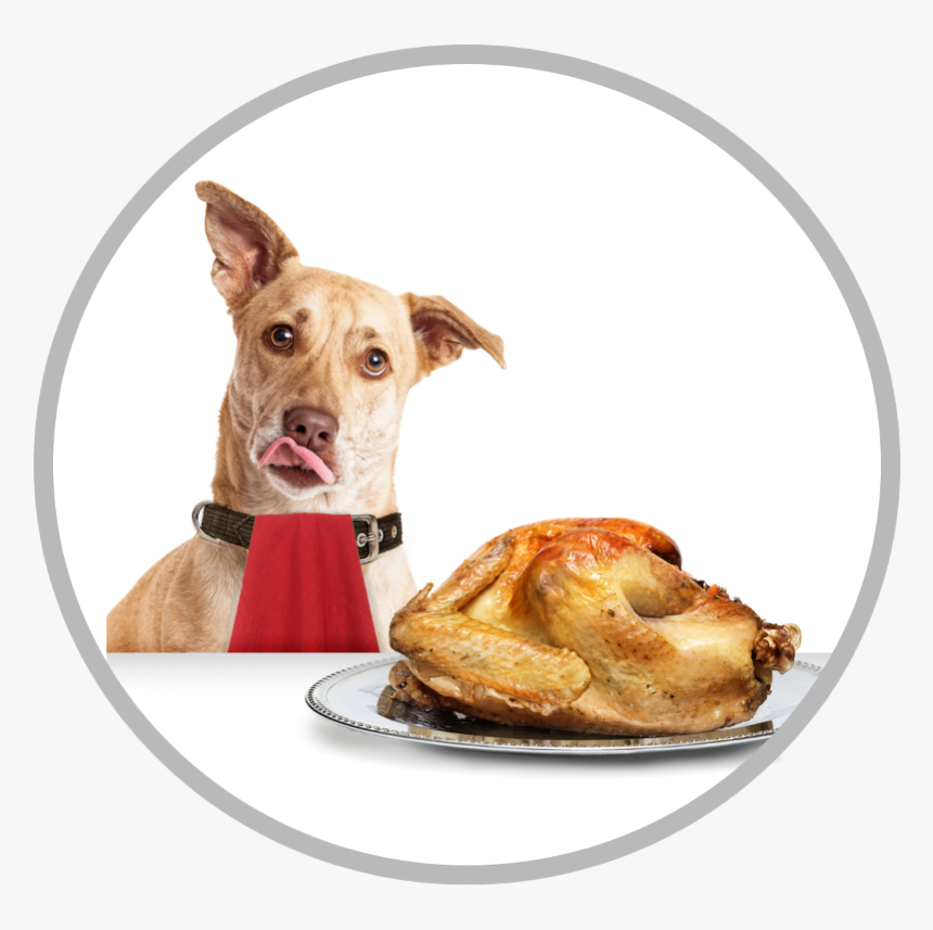 Dogs And Turkey, HD Png Download
