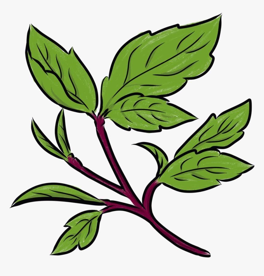 Transparent Basil Png, Png Download