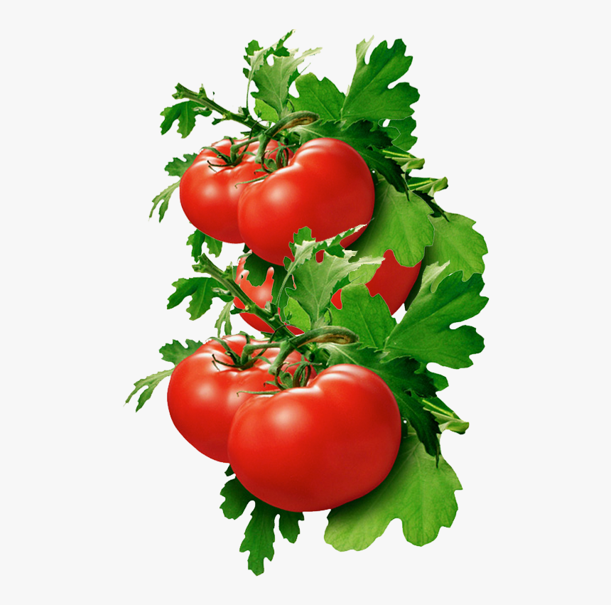 Tomato Basil, Hd Png Download , Png Download Tomato For Kidney Stones