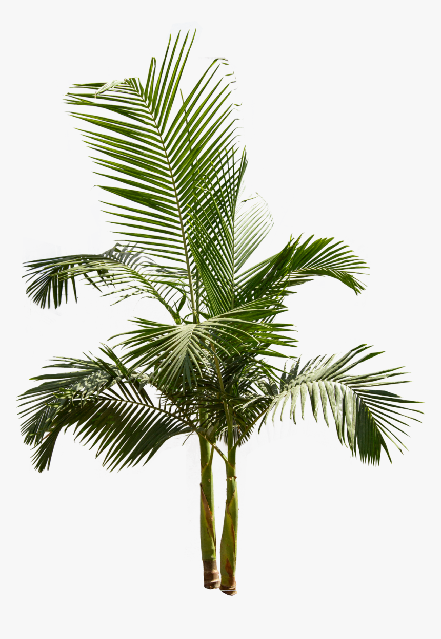 King Palm Tree Png , Png Download - King Palm Tree Png, Transparent Png
