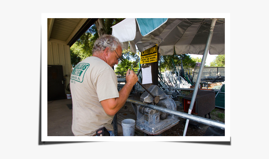 Tree, HD Png Download