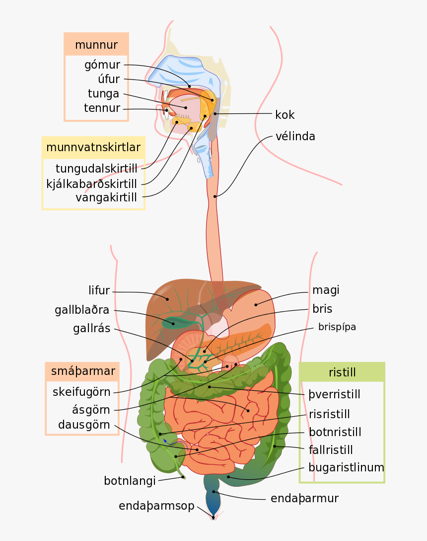 Digestive System Diagram, HD Png Download