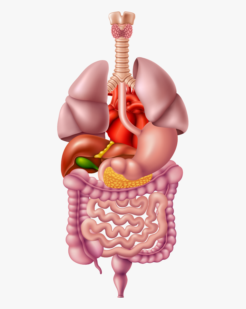 Illustrated Image Representing The Human Digestive - Human Digestive System Png, Transparent Png
