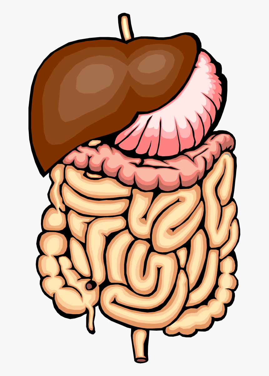 Digestive System Clip Art - Digestive System No Parts, HD Png Download