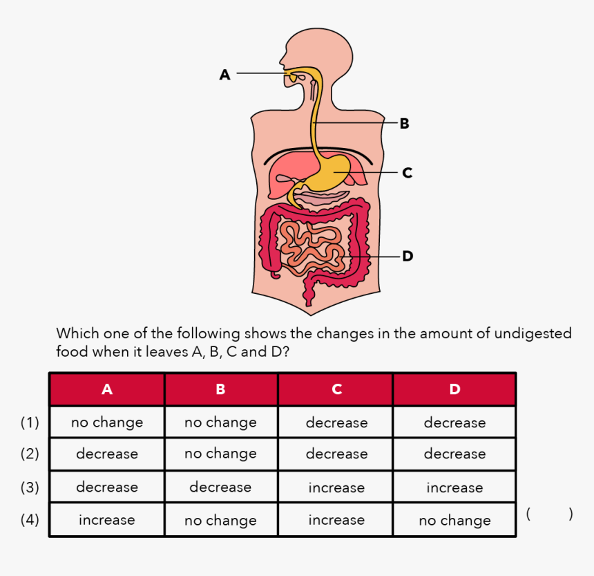 Psle Human Digestive System, HD Png Download