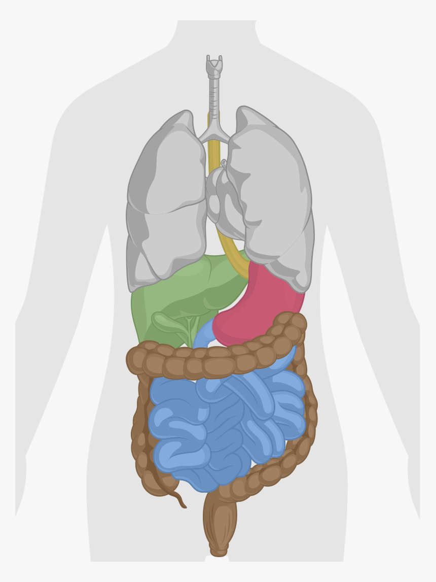 How Does Dr - Tracto Gastrointestinal Png, Transparent Png