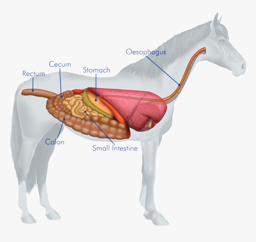 Body Systems Of Horse, HD Png Download