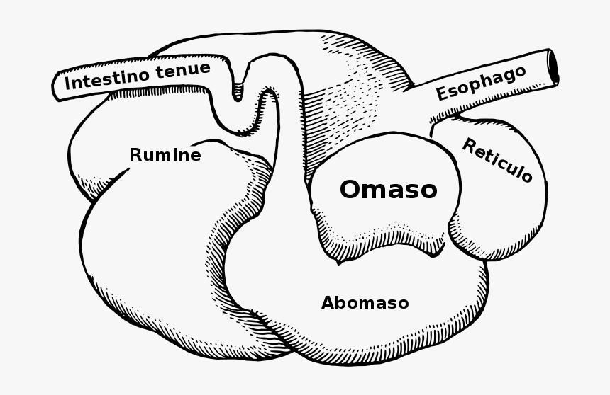 Difference Between Herbivores And Carnivores Digestive - Ruminant Digestive System, HD Png Download