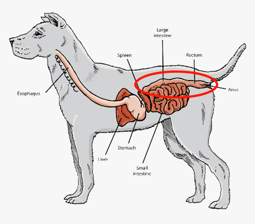 Short Digestive Tracts And Gastrointestinal Systems, - Carnivore Guts, HD Png Download