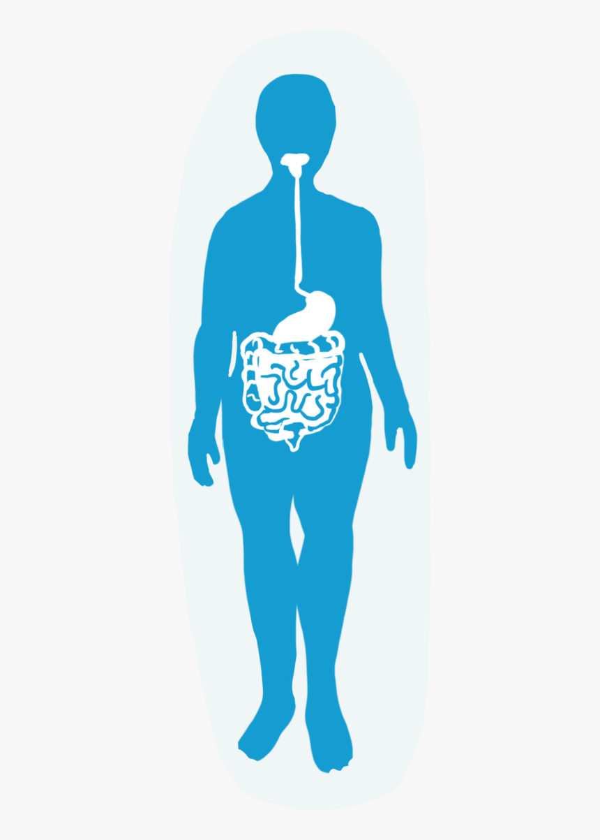 Digestive System - Illustration, HD Png Download