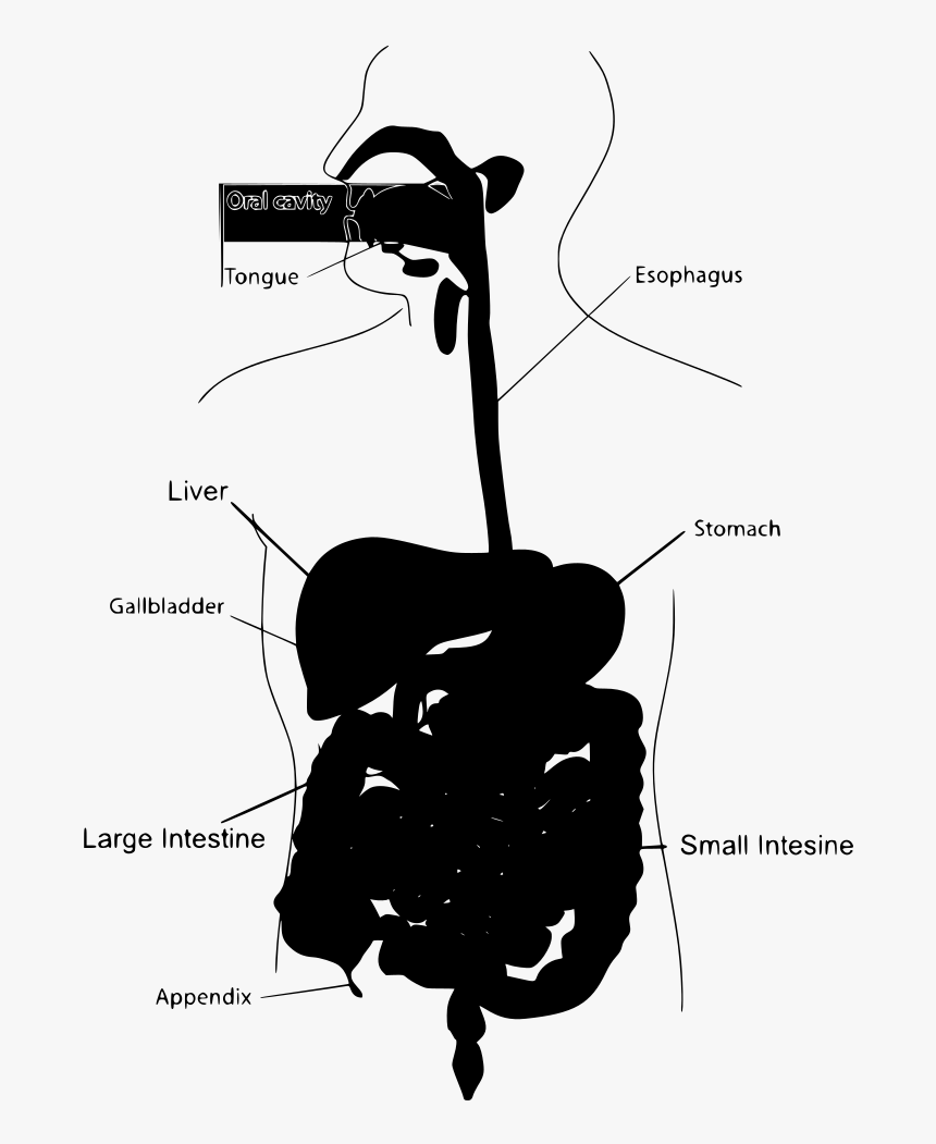 Transparent Stomach Png - Digestive Systems Clip Art, Png Download