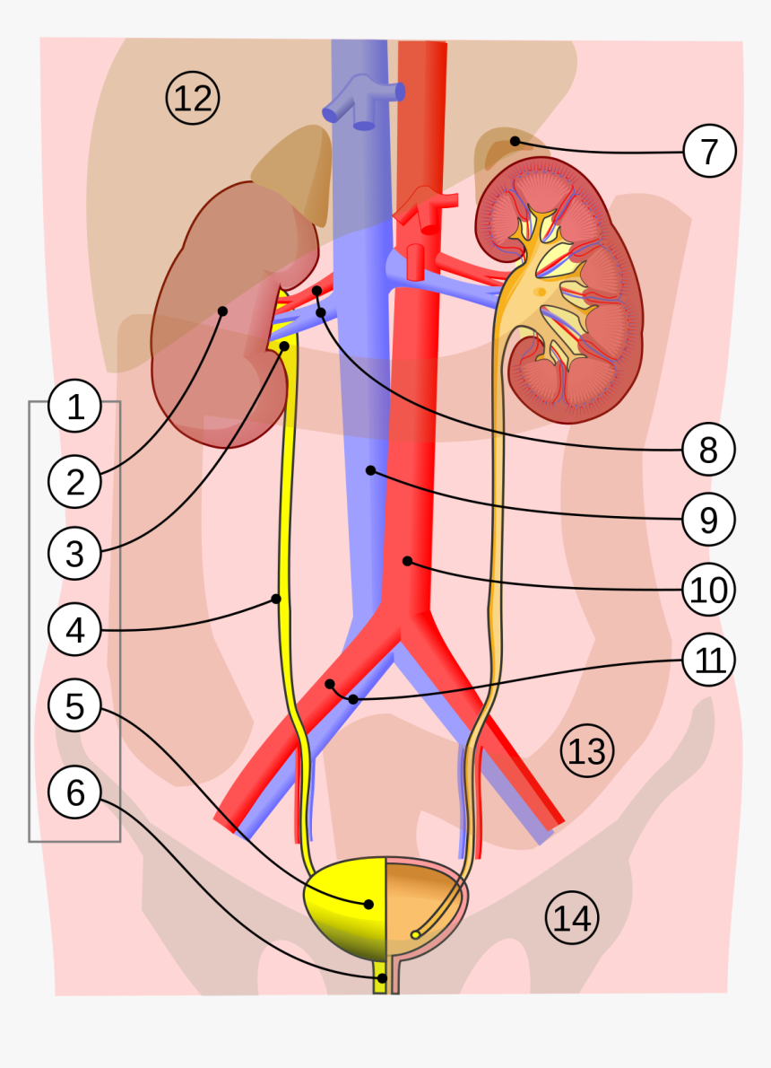 Urinary System, HD Png Download
