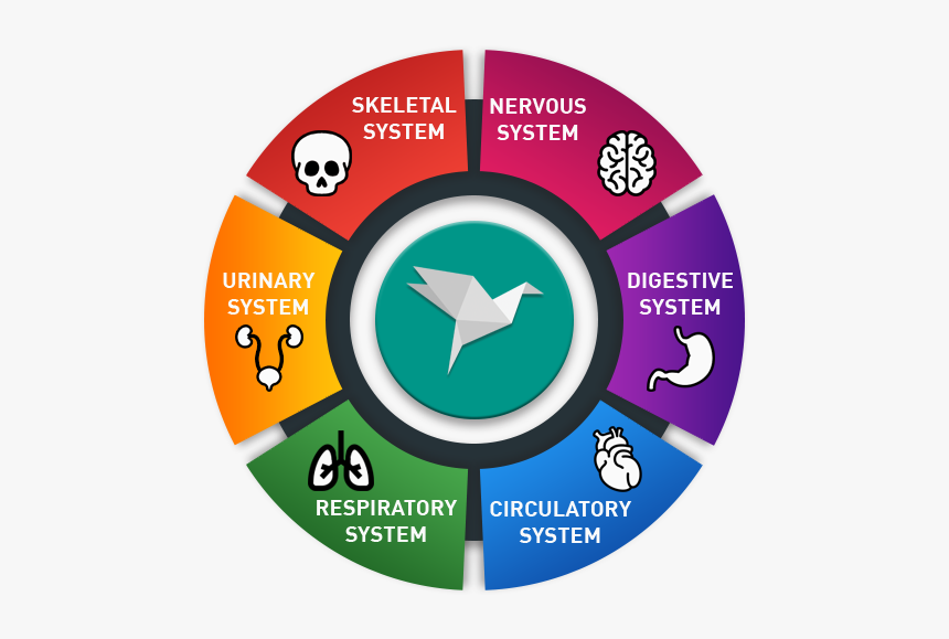 Circle, HD Png Download