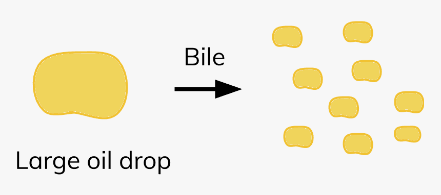 Large Drop Of Fat Bile, HD Png Download