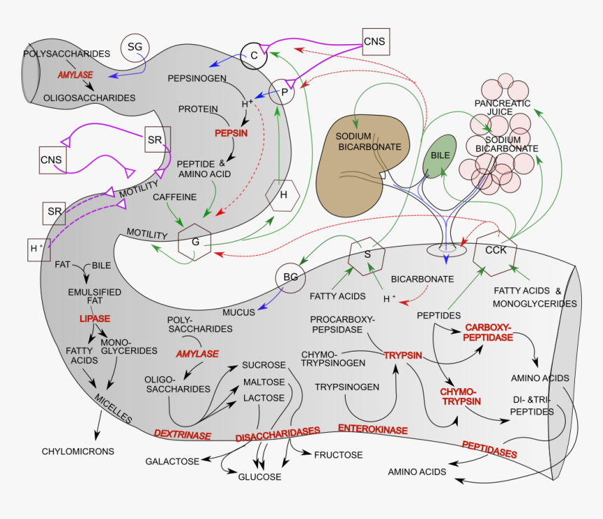 Diagram, HD Png Download
