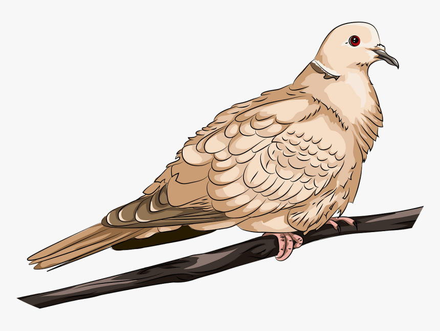 Pigeons And Doves, HD Png Download