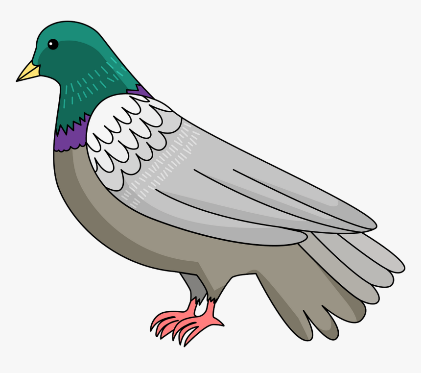 Stock Dove, HD Png Download
