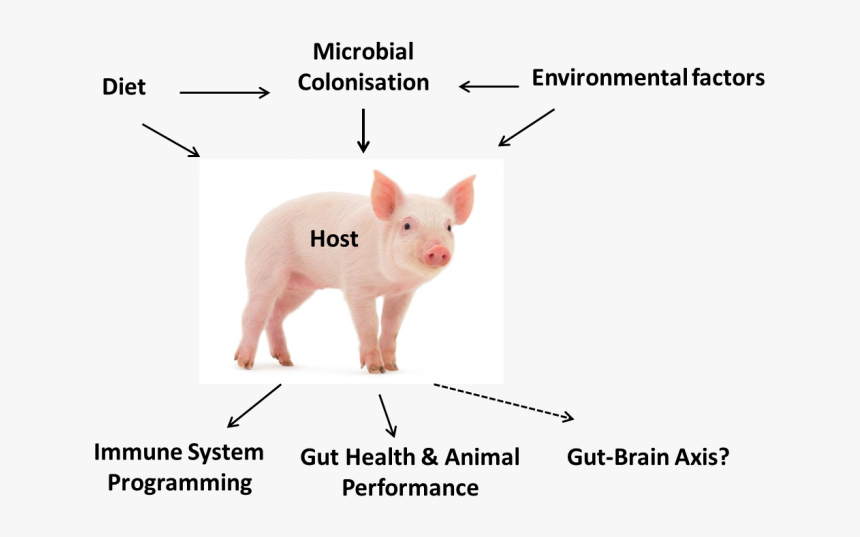 Piglet Model Gut Microbiota, HD Png Download