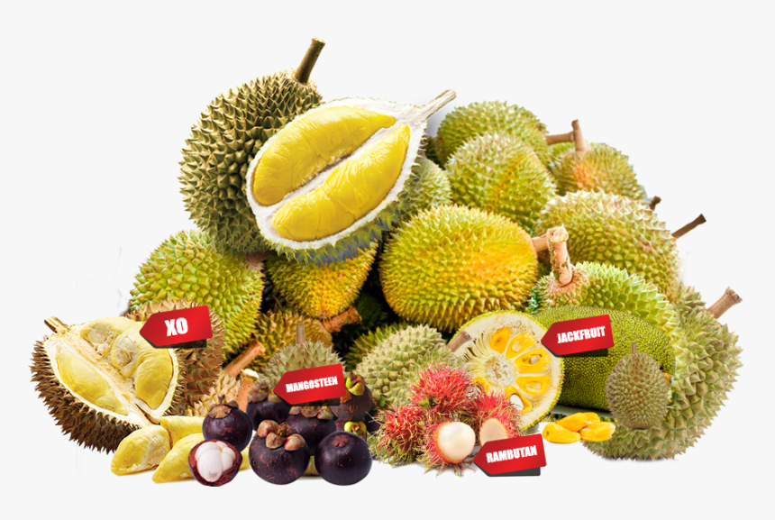 Transparent Durian Png - Durian Png, Png Download