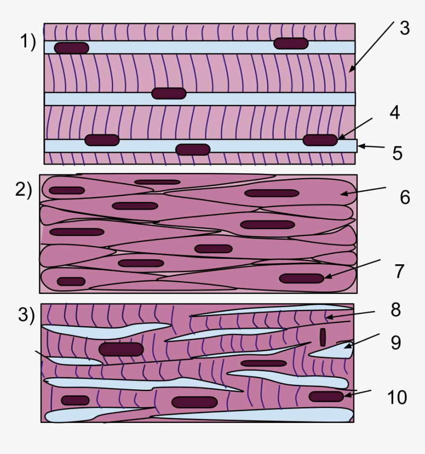 Skeletal Muscle Cells Membrane, HD Png Download