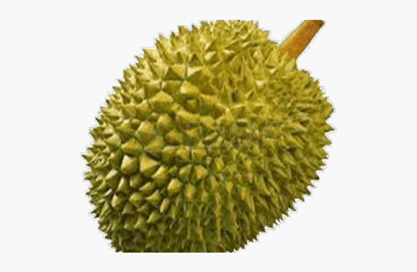 Durian Png, Transparent Png