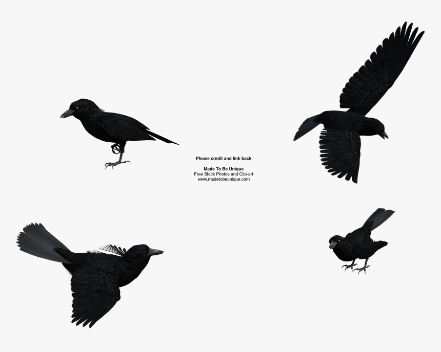 Rook Common Raven Baltimore Ravens Free Content Clip - Ravens Public Domain, HD Png Download