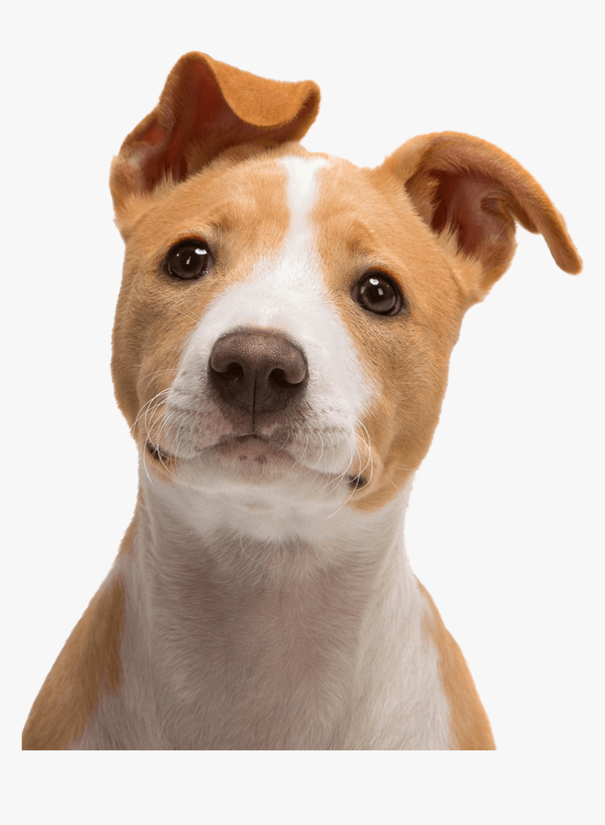 Jack Russell Terrier Bull Terrier Puppy - Cute Dog Face Png, Transparent Png