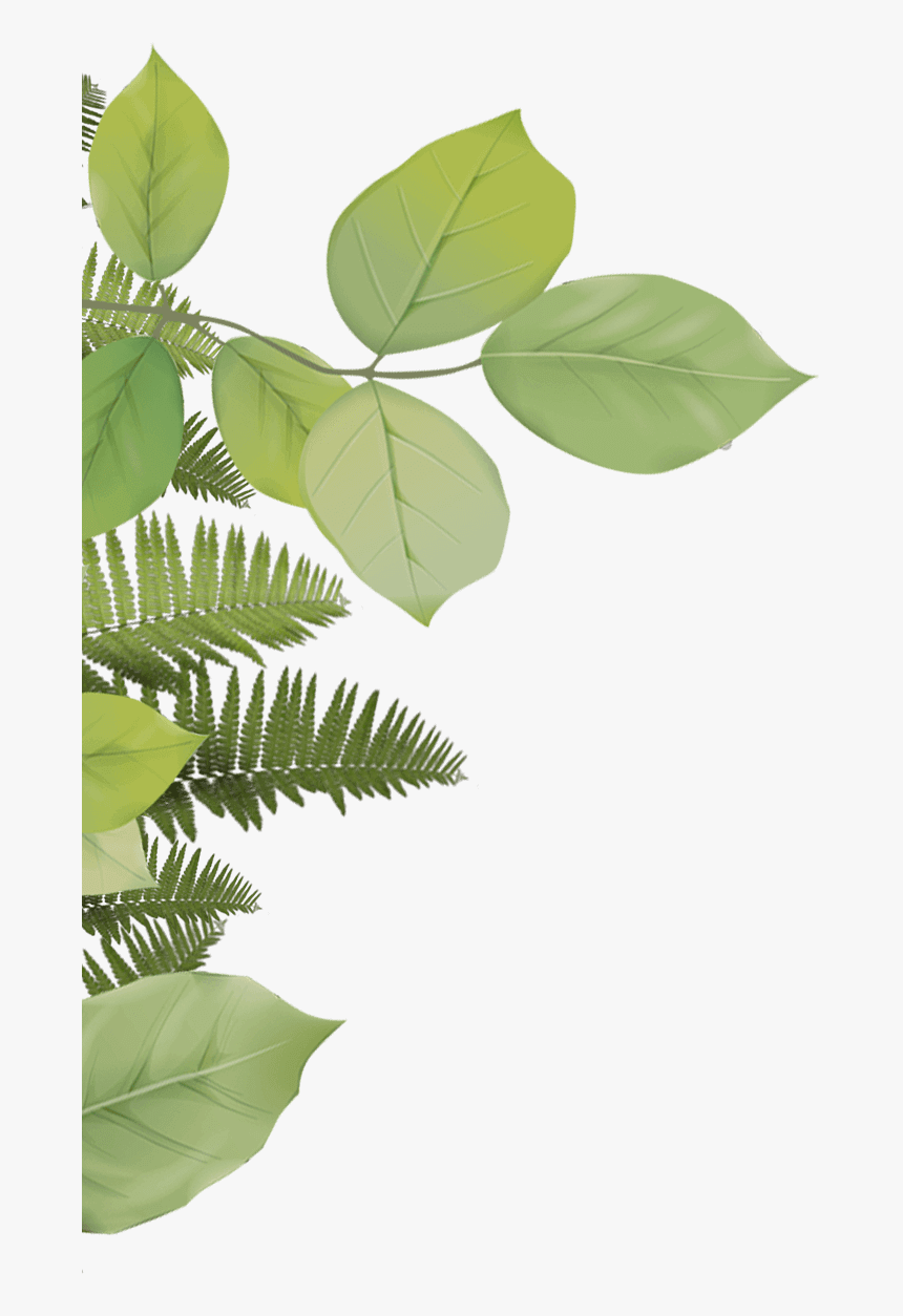 Fern, HD Png Download