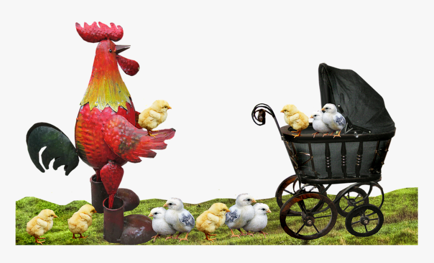 Rooster, Chickens, Fatherhood, Family - Rooster, HD Png Download