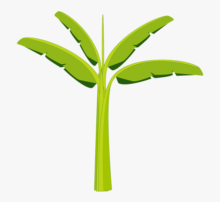 Banana Tree, Banana, Tree, Plant, Agriculture, Botany - Mata De Platano Dibujo, HD Png Download