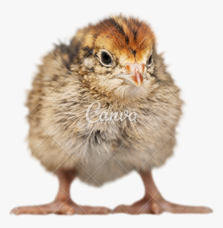 Chick Transparent 2 Baby - Chicken, HD Png Download