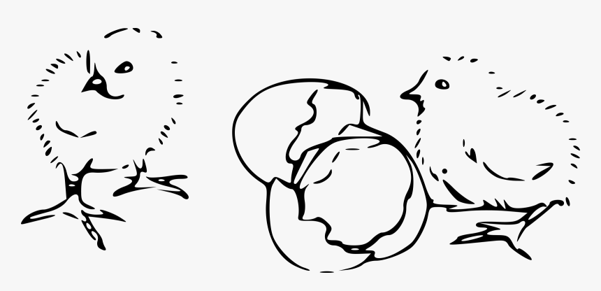 Chicks Hatching Clip Arts - Chick Clip Art Outline, HD Png Download