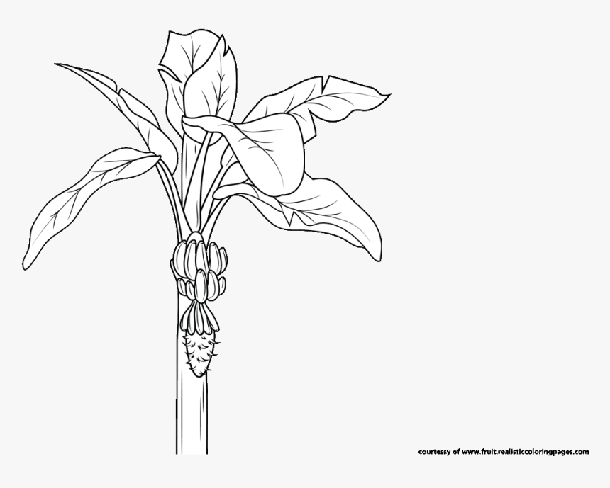 Transparent Banana Tree Png - Illustration, Png Download