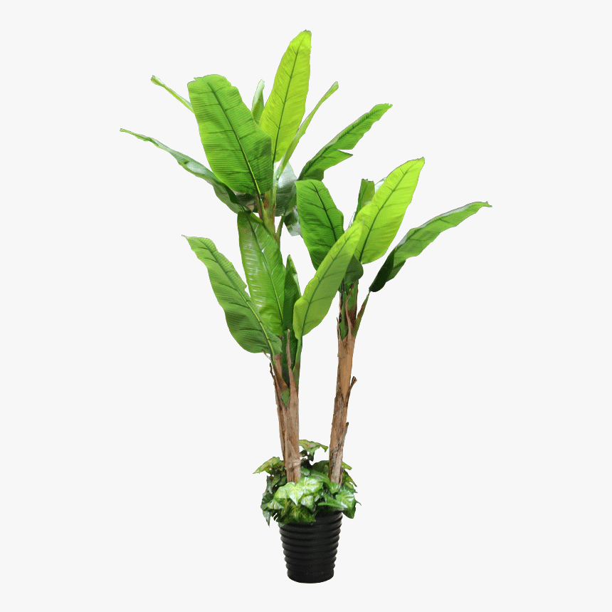 Houseplant, HD Png Download