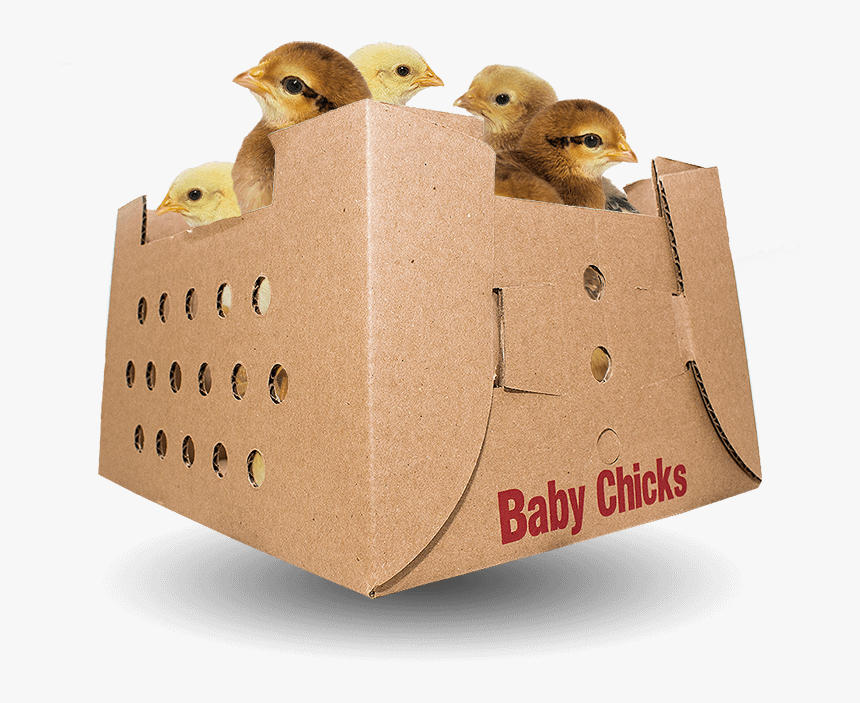 Baby Chicks For Sale By Mail Order Poultry - American Mourning Dove, HD Png Download