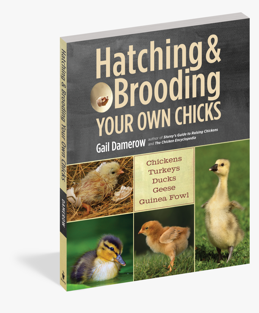 Cover - Mallard, HD Png Download