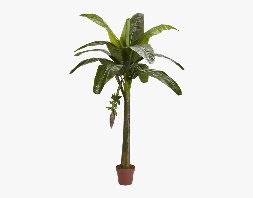 Banana Tree Cut Out, HD Png Download