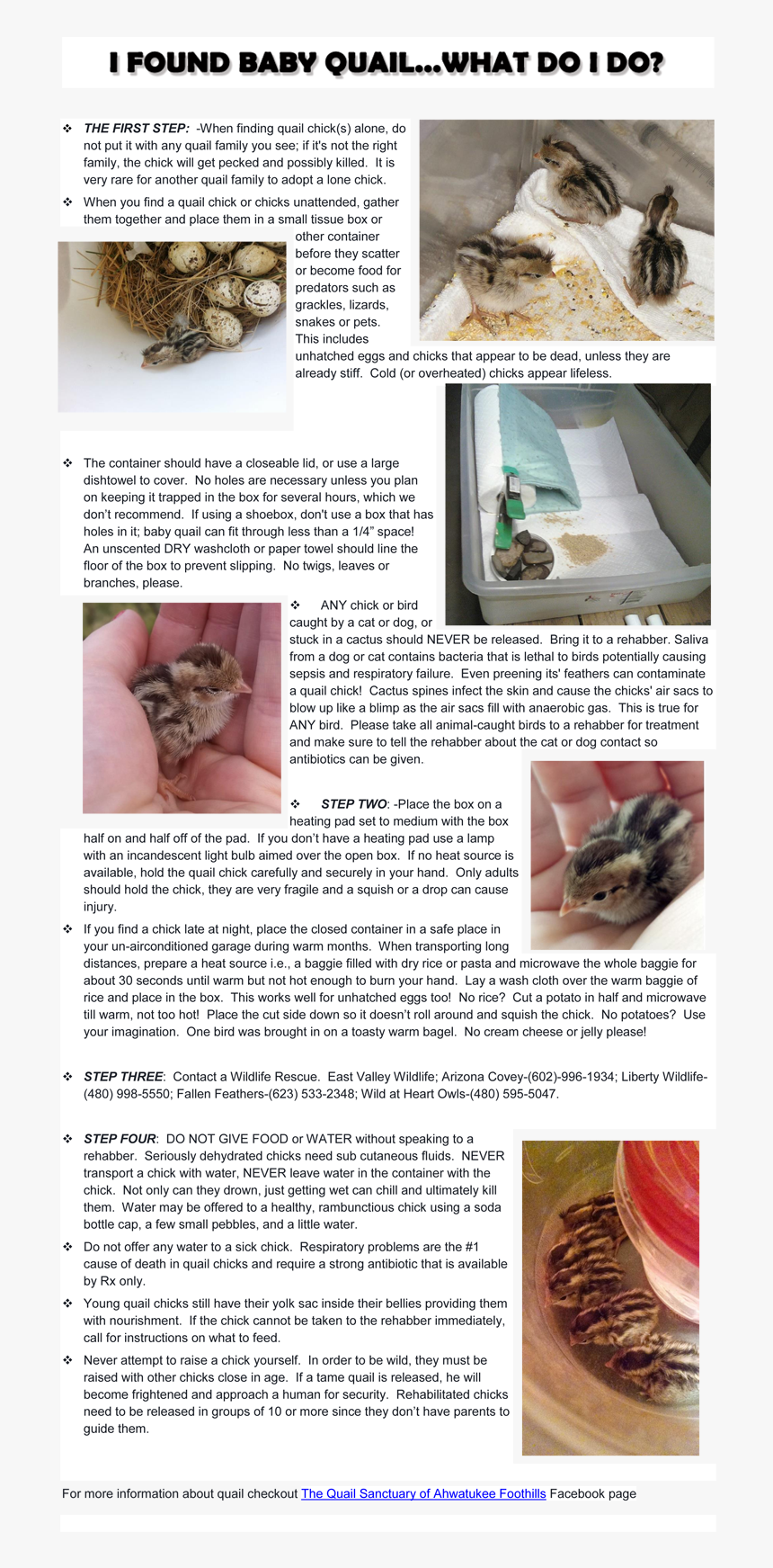 Quail Info - Pastry, HD Png Download