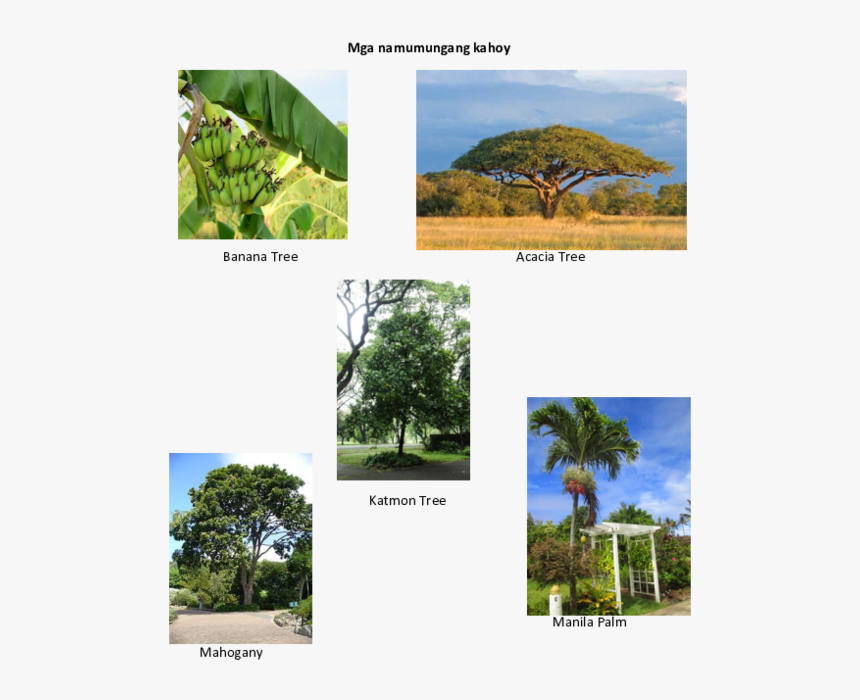 Transparent Banana Tree Png - Namumungang Kahoy, Png Download