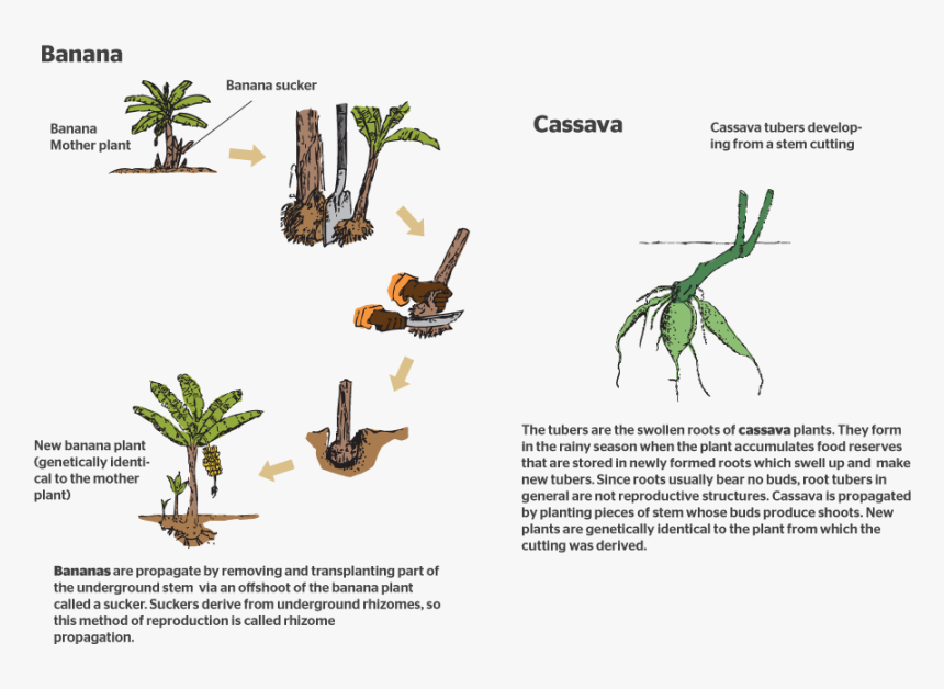 How Do Plants Reproduce Sexually - Flower, HD Png Download
