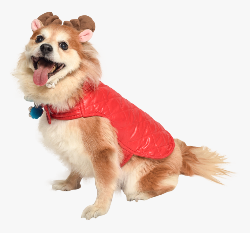Dog In Holiday Jacket And Reindeer Antlers Cat In Santa - Cut Out Dogs, HD Png Download