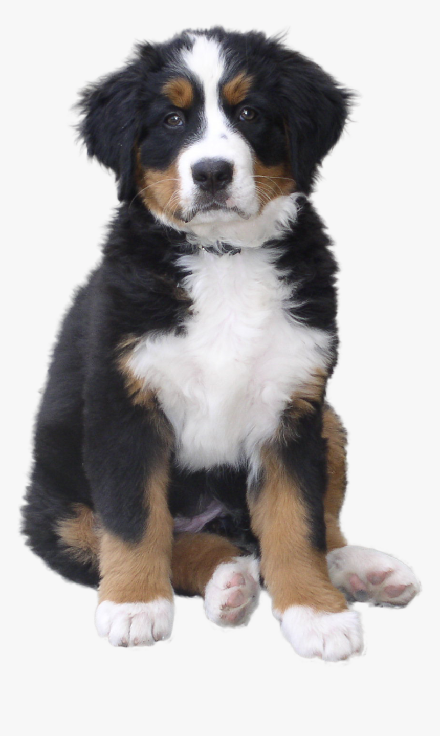 Dog - Puppy .png, Transparent Png