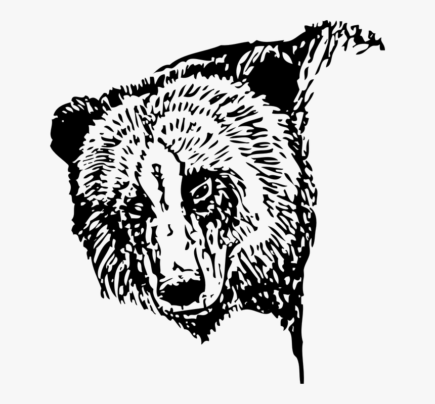 Bear, Head, Face, Portrait, Black And White, Fur - Bear Head Black And White, HD Png Download