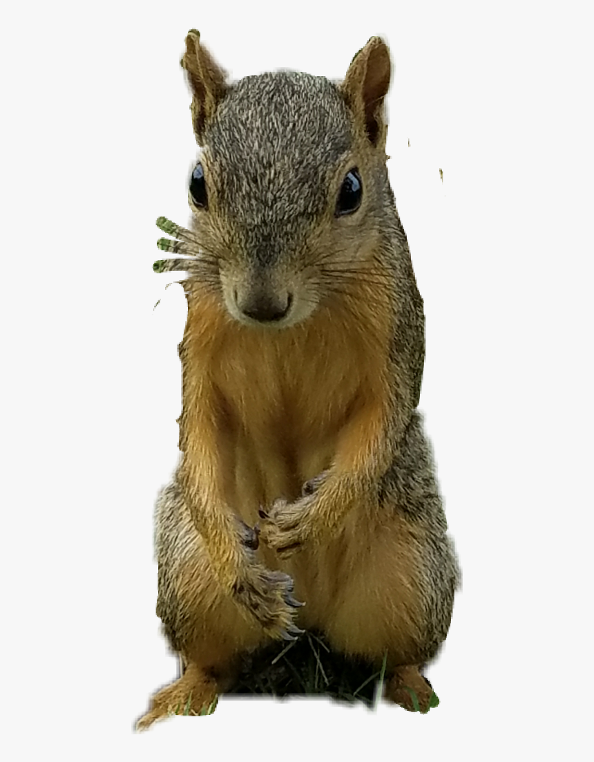 Free Squirrel Clipart - Fox Squirrel, HD Png Download