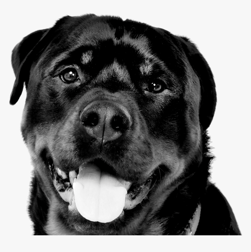 Border02 - Rottweiler, HD Png Download