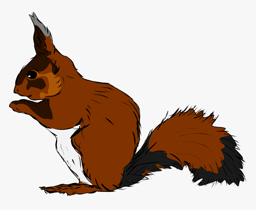 Beaver,wildlife,squirrel - Woodland Animals Flashcards, HD Png Download