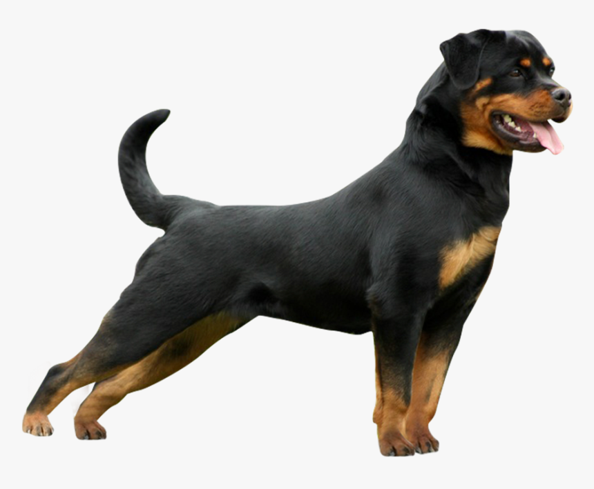 Rottweiler, HD Png Download